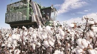Cotton Prices Surge as USDA Lowers India's Production Forecast to 30.72 Million Bales