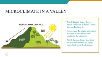 Graphic showing different microclimates
