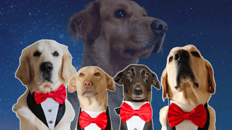In Memory of Asteriod Sr. | | Dog Homestay Boarding