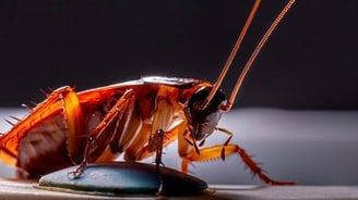 close up of a live roach