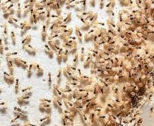 termite swarm