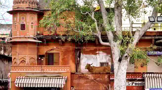 a cow is standing in the balcony of a terracotta pink building in the pink city of jaipur in india