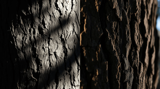 pine bark and oak bark