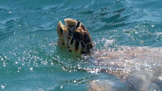Tortues à Sian Ka'an