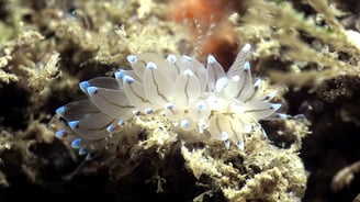 Nudibranche Antiopelle au Cap Ferret