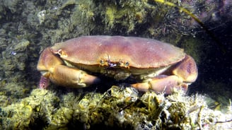 Tourteau en plongée de nuit au Cap Ferret