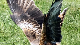 Red Kite Gigrin Farm Red Kite Centre Wales