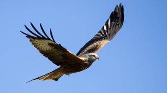 Red Kite Gigrin Farm Red Kite Centre Wales