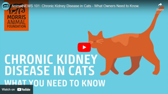 AnimalNEWS 101: Chronic Kidney Disease in Cats - What Owners Need to Know.
