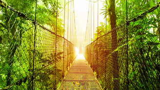 Ropebridge in the tropical rainforest canopy