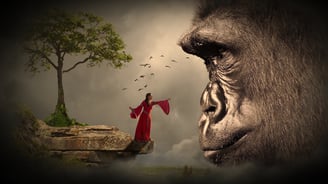 gorille face à une femme qui veut caresser l'animal