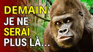 gorille effrayé dans la jungle