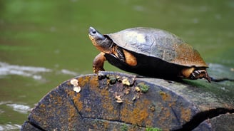 foto da tartaruga em isla tortuga puntarenas costa rica