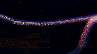 siphonophores.jpg