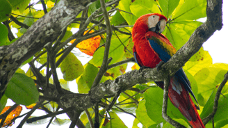 a parrot sitting on a tree branch in a tree
