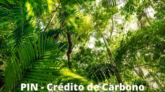pin - crédito de carbono
