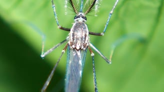 Moustique male dans la nature en haute saône près de vesoul
