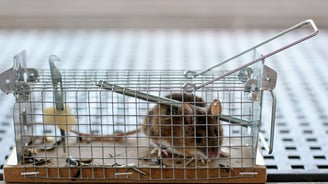 souris conicée dans une nasse pour une lutte alternative sans produit chimique