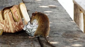 rat et souris