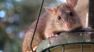 rat proche des habitations