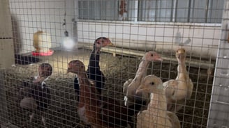 Foto Anak Ayam