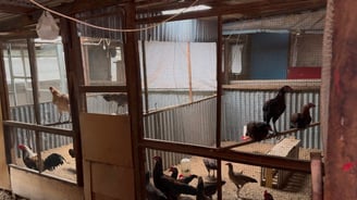 Foto Kandang Ayam