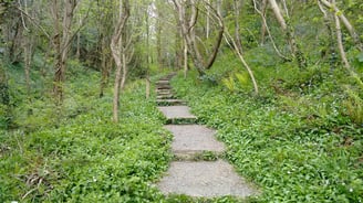 Picture of a path through a forest