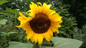 Picture of a Sunflower