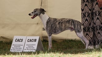 Whippet en exposition canine