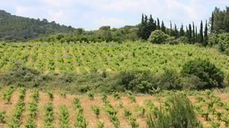 paysage vigne domaine des XIII