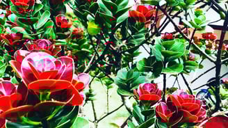 Rare Keena plant in the garden of Nobel Bungalow Nuwara Eliya