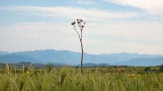 a single plant in a field with mountains in the background