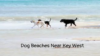 dog-beaches-near-key-west