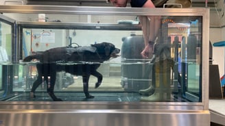 brown labrador in aquatic treadmill