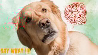 a dog with a questioning look on its face