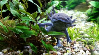 imagem axolote adulta preta em um Aquário