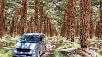 a van parked in a palm tree lined with palm trees