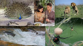 Collage of diverse mating rituals-peacocks, black widow spiders, dating app users, fighting lions, and spawning salmon