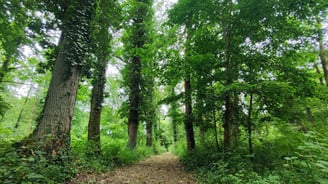 Sentier ombragé traversant la forêt de pins et chênes en Sologne