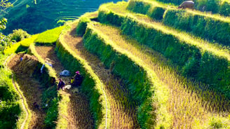 Rice terrace