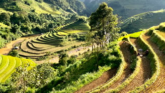 Rice terrace