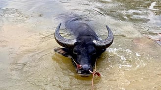 a bull in the water tied to a rope