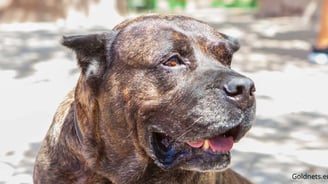 Kanári-szigeteki kutya