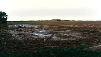 Albufera valencia tras la Dana. Imagen documental 29/10