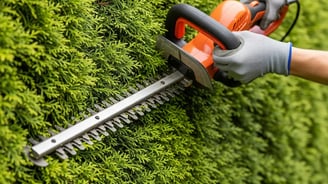 Cuando Podar el Leylandii