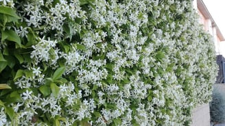 Jazmín estrellado - Trachelospermum seto flor