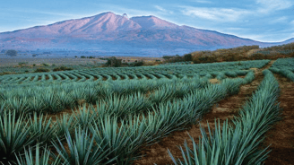Tour a tequila desde morelia