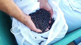 Juniper berries