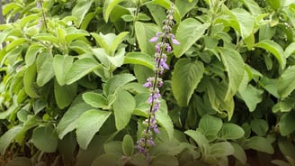 Coleus forskohlii