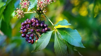 a cluster of berries on an eleuthero tree branch